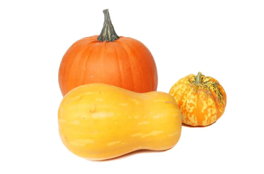 Pumpkin Pumpkin