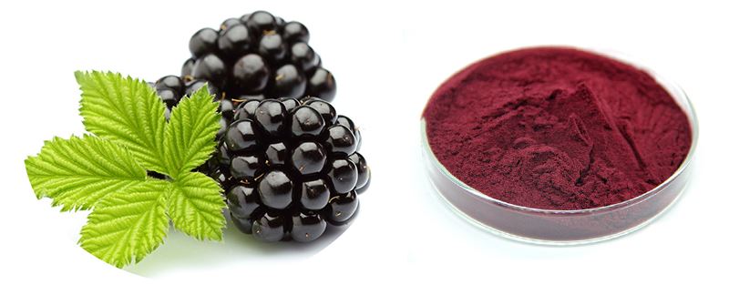 blackberry-extract-powder introduction