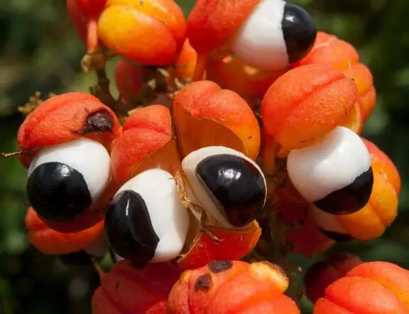 guaranaseed