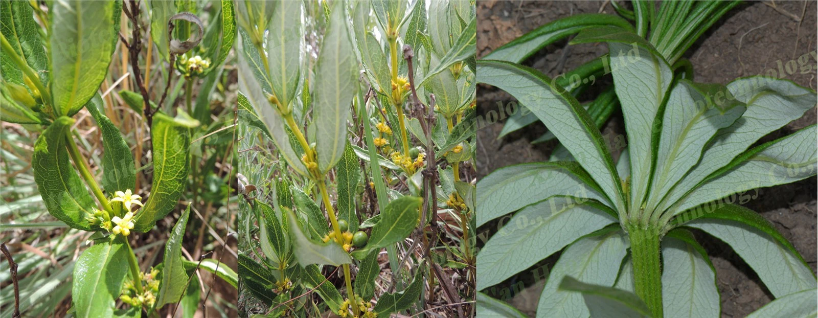 fadogia agrestis